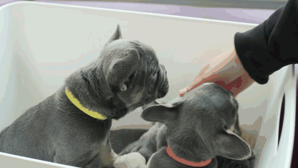 2695-Covetrus---Mobi-Vets---Main-Video