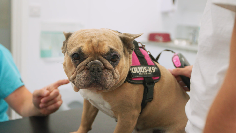 2695-Covetrus---Mobi-Vets---Main-Video_00468