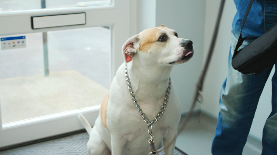 2695-Covetrus---Mobi-Vets---Main-Video_00511