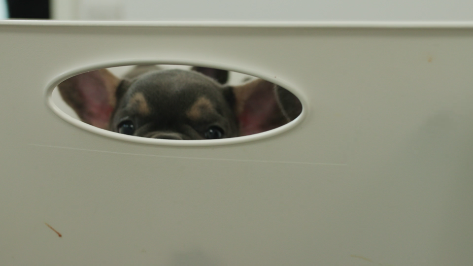 2695-Covetrus---Mobi-Vets---Main-Video_04564